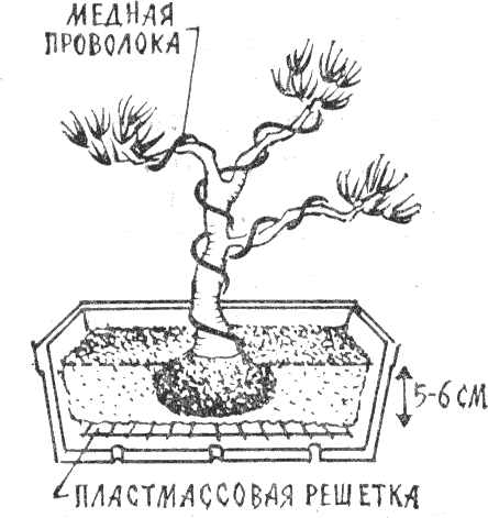 выращивание бонсаи, медная проволока выращивание бонсаи, медная проволока