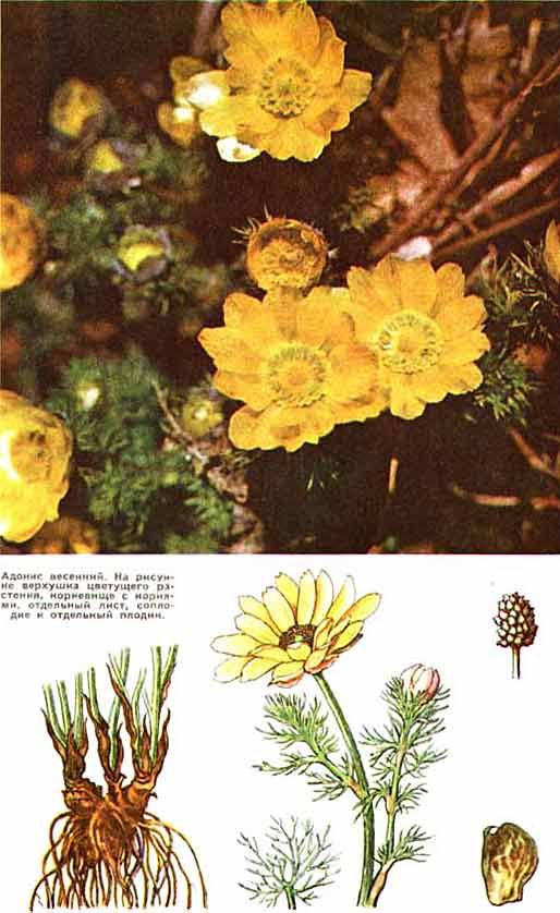Adonis vernalis, Адонис Весенний, стародубка, полевой укроп Adonis vernalis, Адонис Весенний, Горицвет, стародубка, полевой укроп