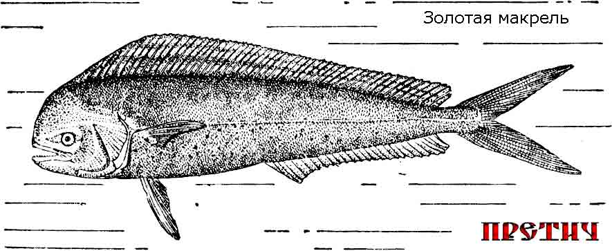 Золотая макрель Coryphaena hippurus Золотая макрель Coryphaena hippurus