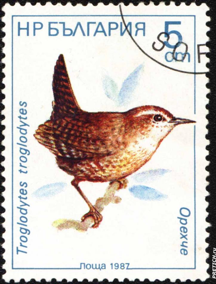 Орехче - Troglodytes troglodytes
