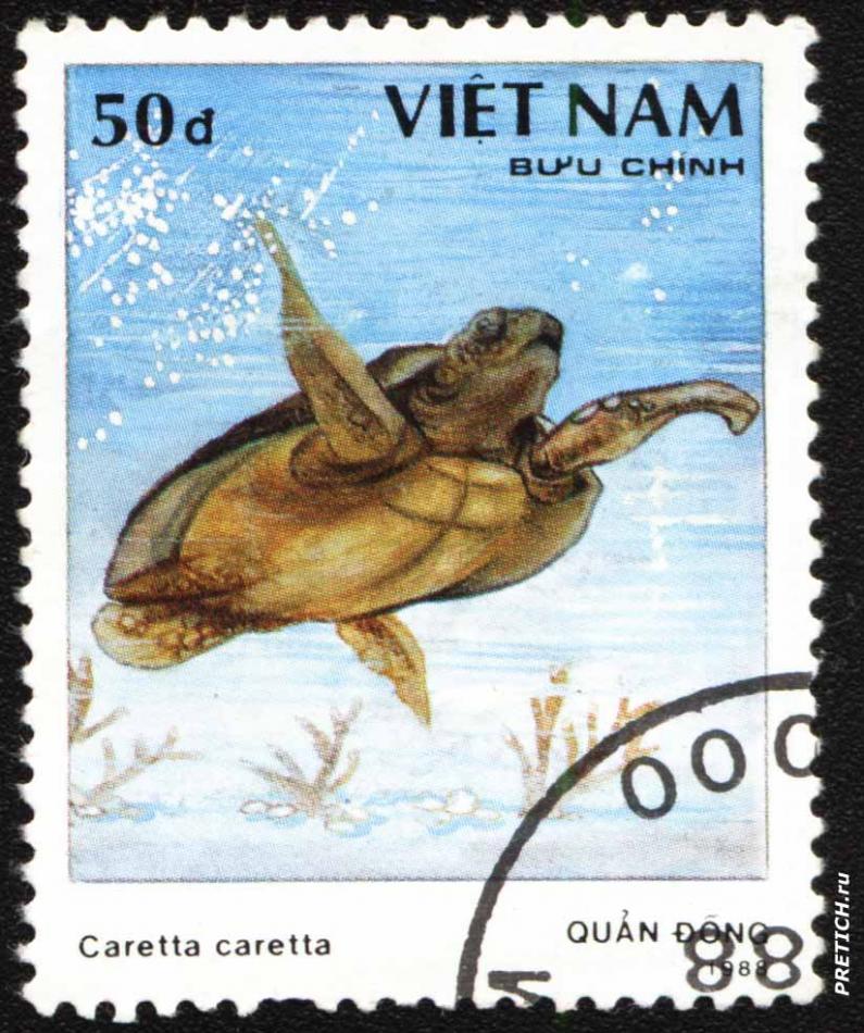 Caretta caretta - QUAN DONG