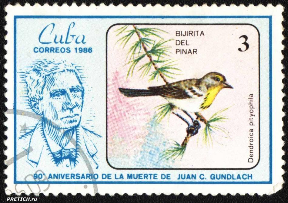Bijirita del Pinar