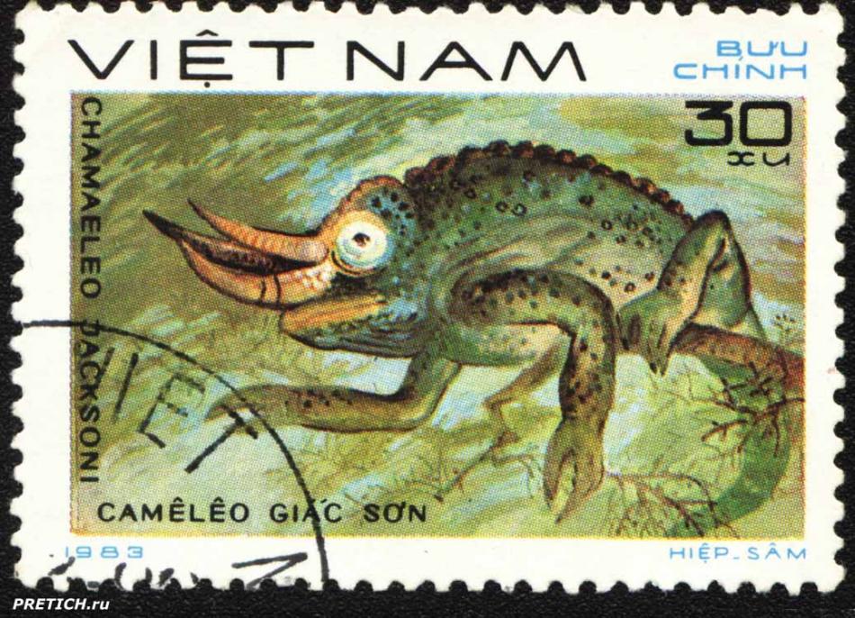 Chamaeleo Jacksoni. 1983