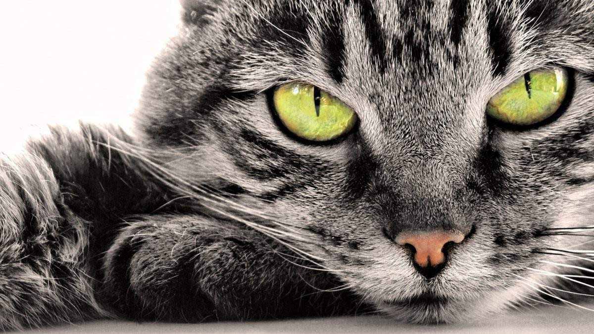 Зрение как у кошки! Но нужны очки... Зрение как у кошки! Но нужны очки...