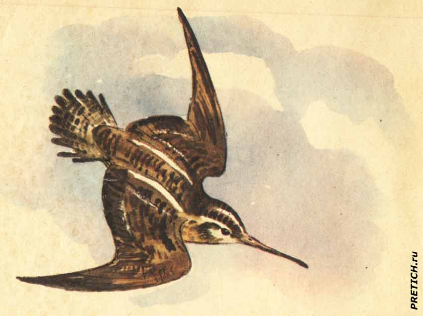 Кулик-бекас, рисунок из детской книги, СССР Кулик-бекас, рисунок из детской книги, СССР