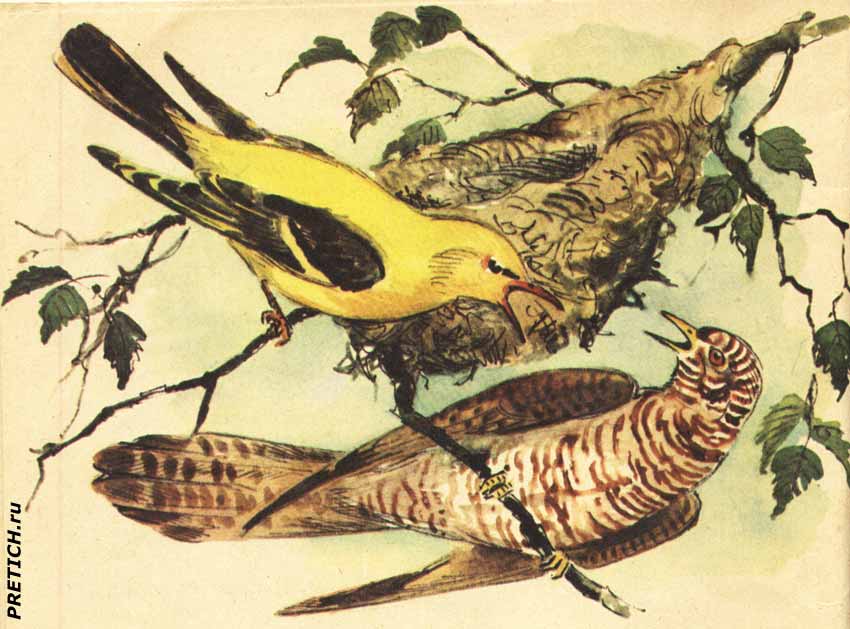 Скребицкий Хитрая птица, кукушка и иволга Скребицкий Хитрая птица, кукушка и иволга
